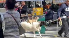 VIDEO: captan a cabra cargando a 2 perritos en un parque y se vuelve viral