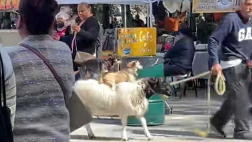 VIDEO: captan a cabra cargando a 2 perritos en un parque y se vuelve viral