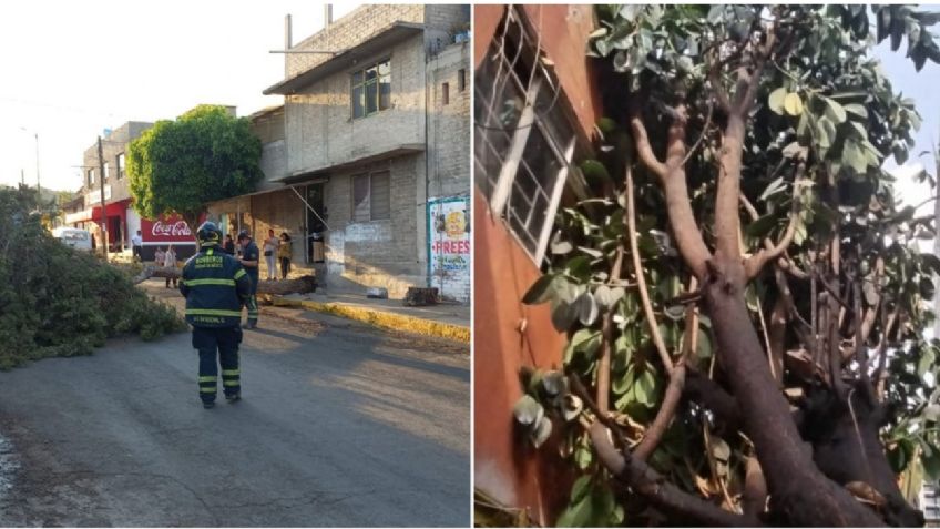 Rachas de viento en CDMX: reportan caida de árboles en 3 diferentes alcaldías