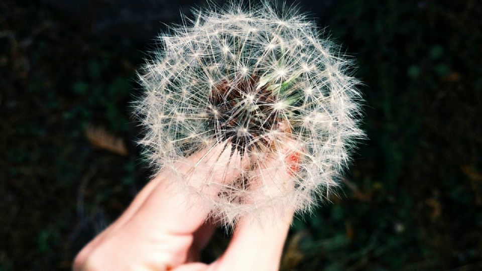 El polen es uno de los principales causantes de las alergias ambientales de primavera.