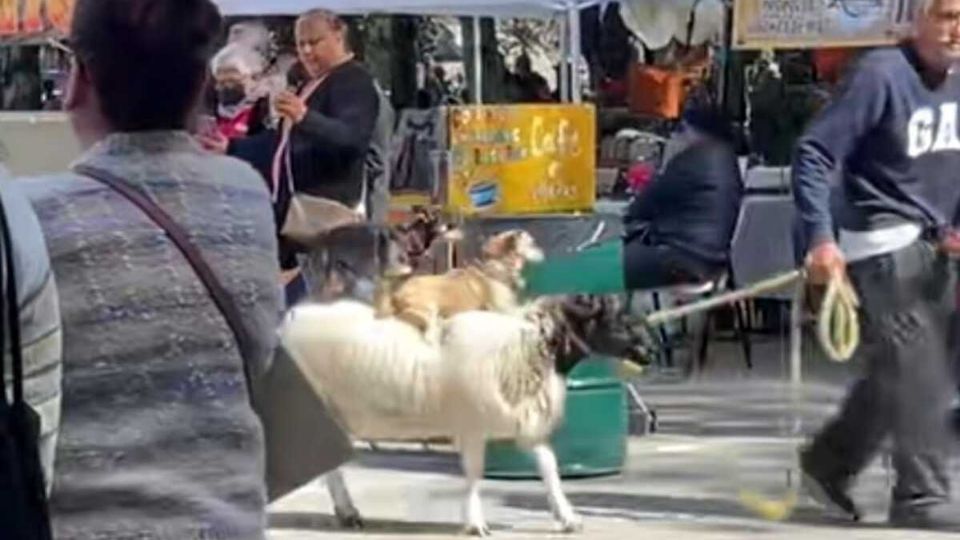 Una cabra es captada mientras carga a dos perros en su lomo