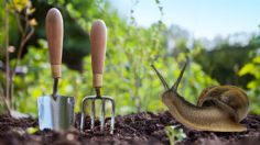 Aprende el trucazo para eliminar caracoles y babosas del jardín