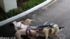 VIDEO: pitbulls atacan a perro y dueño lo protege con su propio cuerpo