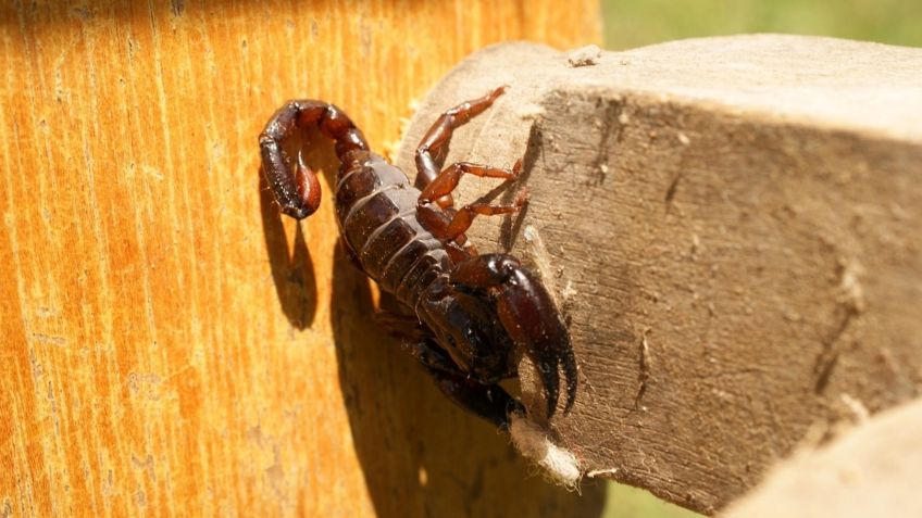 Temporada de alacranes: ¿qué hacer para ahuyentarlos del hogar?