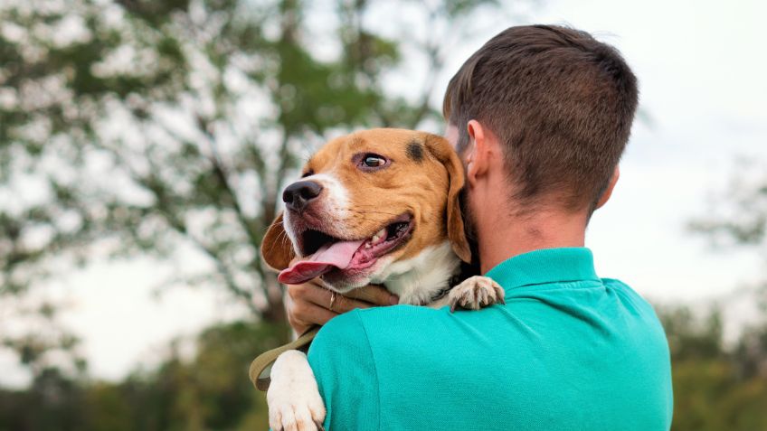 Cuánto tiempo recuerda un perro a su dueño, según la ciencia