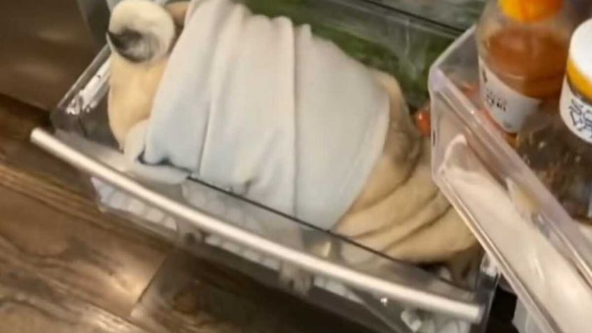 VIDEO:Captan el momento en que un tierno pug roba un refrigerador