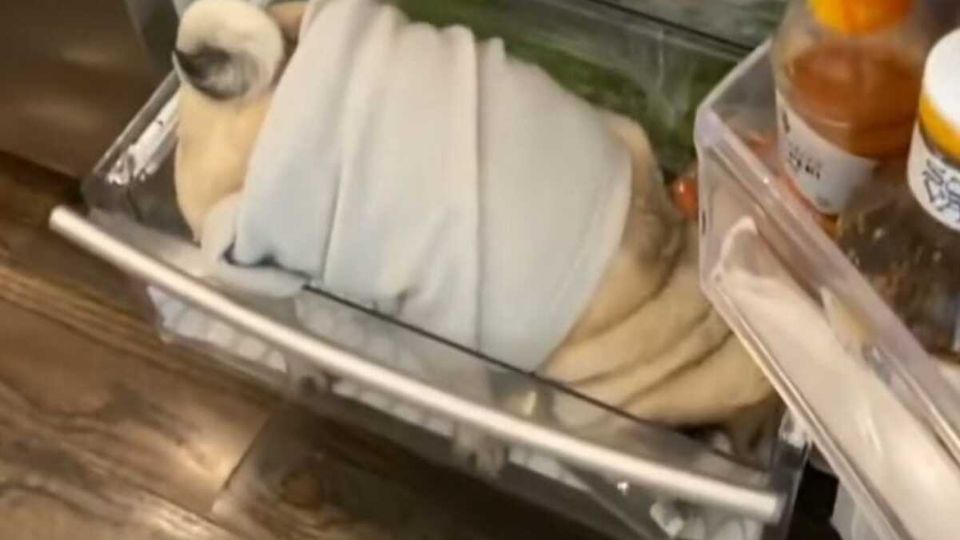 El pug captado antes de robar un refrigerador