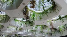 10 plantas colgantes para interiores que no se mueren fácilmente