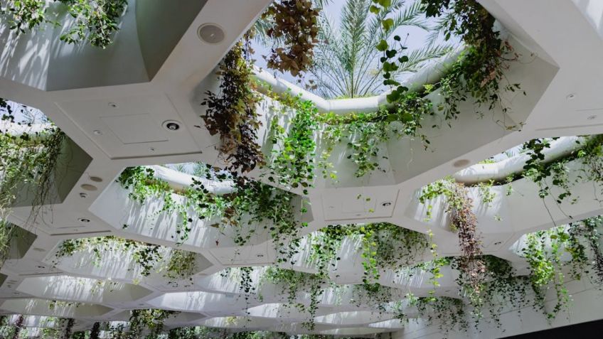 10 plantas colgantes para interiores que no se mueren fácilmente