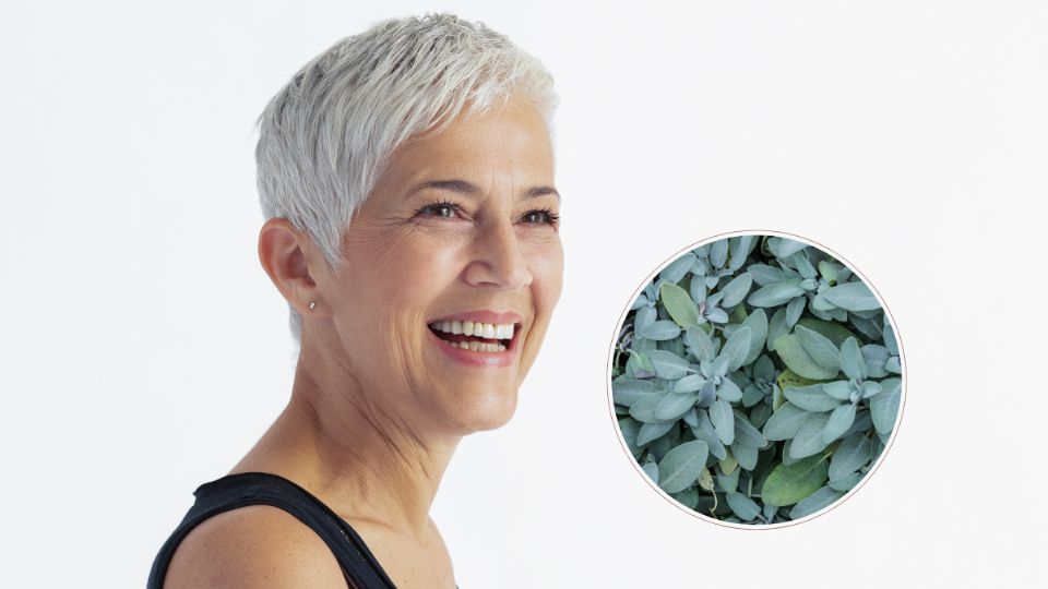 Aprende a usar la salvia como aliado para combatir tus canas