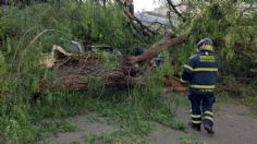 Cae árbol de 20 metros y daña 6 vehículos en unidad habitacional de Iztapalapa