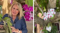 ¿Un árbol con orquídeas? ¡Sí es posible y una experta comparte tips para hacerlo y cuidarlo!