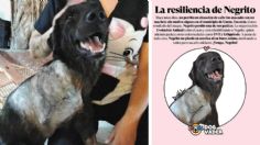 Sigue la lucha por el perrito “Negrito”; vinculan a proceso a su agresor por el delito de maltrato animal en Yucatán