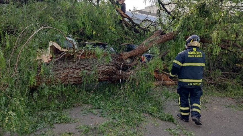 Cae árbol de 20 metros y daña 6 vehículos en unidad habitacional de Iztapalapa