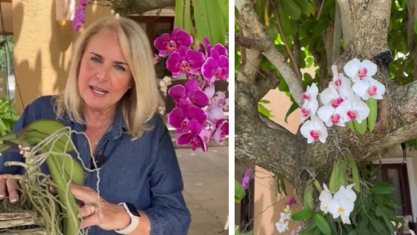 ¿Un árbol con orquídeas? ¡Sí es posible y una experta comparte tips para hacerlo y cuidarlo!