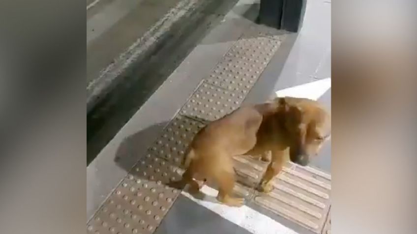 Suspenden a policía que golpeó "a palos" a un perro para sacarlo del Metrobús