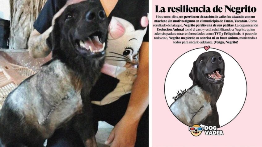 Sigue la lucha por el perrito “Negrito”; vinculan a proceso a su agresor por el delito de maltrato animal en Yucatán