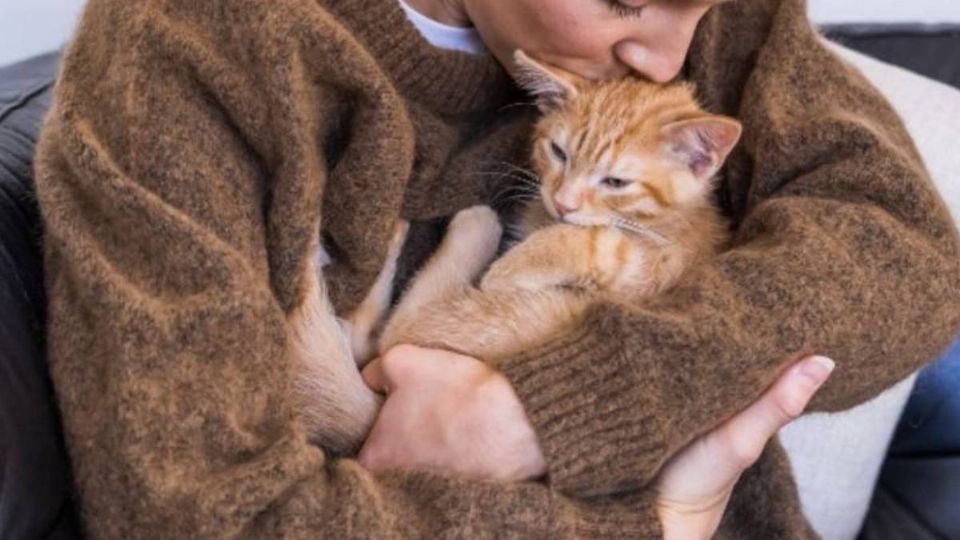 El empresa ACANA ofrece la vacante para ayudar a los felinos.