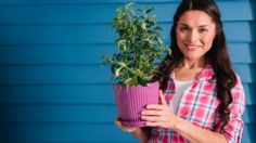 Plantas bonitas y duraderas para sorprender a mamá este 10 de mayo