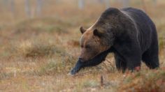 3 trucos para que sobrevivas al ataque de un oso gris si saliste a acampar solo