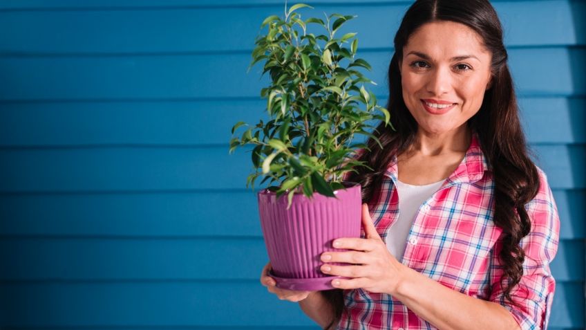 Plantas bonitas y duraderas para sorprender a mamá este 10 de mayo