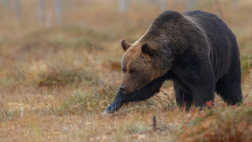 3 trucos para que sobrevivas al ataque de un oso gris si saliste a acampar solo