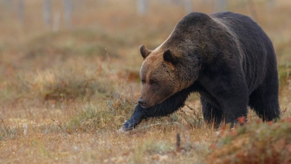 Un enorme oso caminando por el bosque.