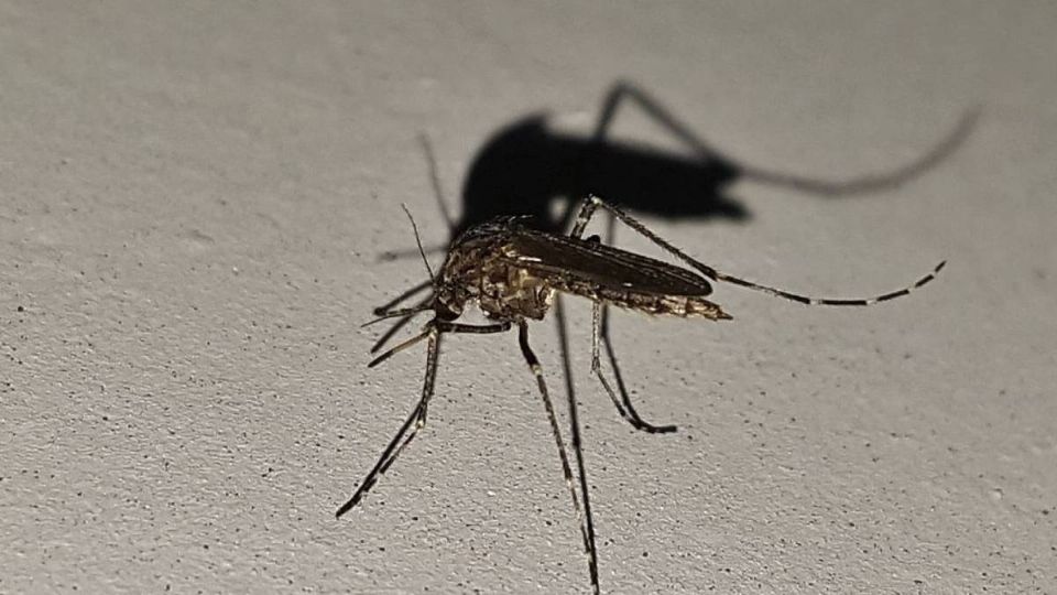 En 2024 han aumentado los casos de dengue en Indonesia.