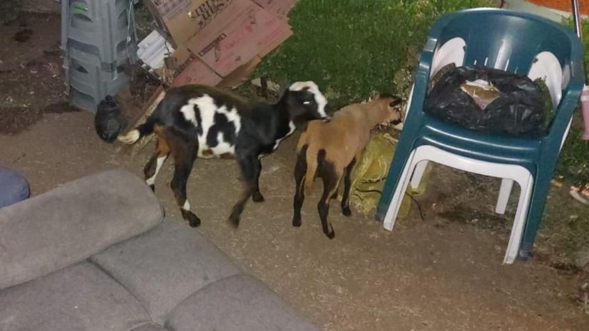 ¿Qué pasó con los animales rescatados de una casa de Naucalpan donde se hacían sacrificios santeros?