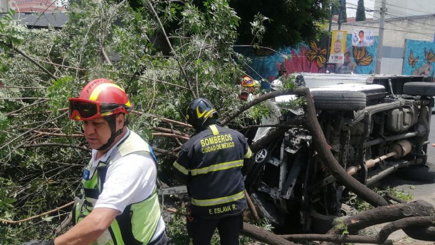 Conductor de camioneta choca y tira enorme árbol en Eje 10 Sur; consulta alternativas