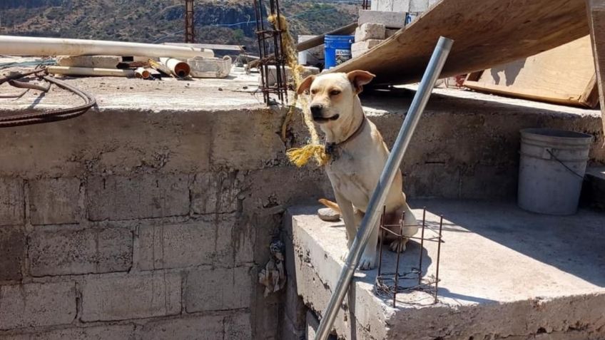 Rescatan a 8 perros maltratados en El Marqués; los tenían amarrados y desnutridos