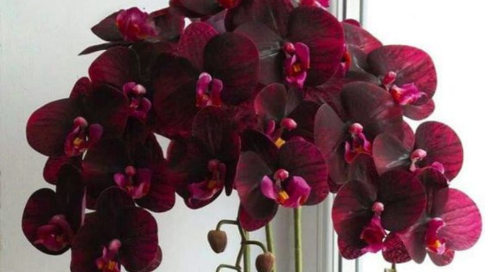 Aplica un chorro de esta bebida en tus orquídeas y explotarán de flores