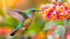 El significado de que un colibrí visite tu hogar que pocos conocen