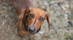 Un cachorrito rescatado se emociona y se aferra a su nuevo amigo | VIDEO