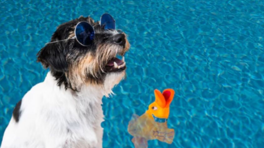 3 maneras efectivas para refrescar a tu perro en esta temporada de calor