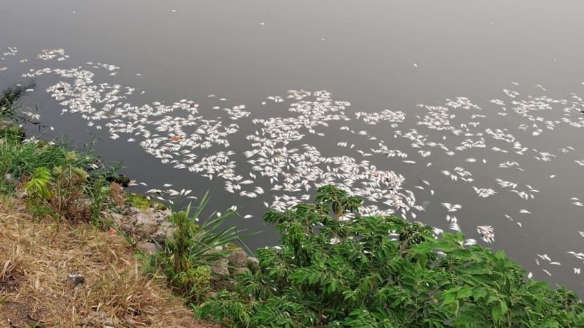 Miles de peces mueren en la Laguna de las Ilusiones de Villahermosa, Tabasco