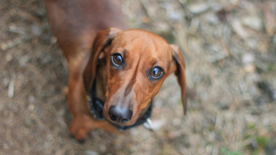 Una mujer fue detenida por maltratar a un perrito