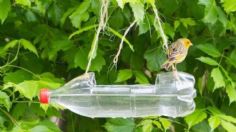 ¿Qué hacer para ayudar a las aves silvestres y que no mueran por calor extremo?