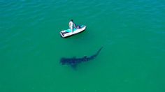 Tiburón ballena sorprende a los vacacionistas en la orilla de Bahía de Kino, Sonora: VIDEO