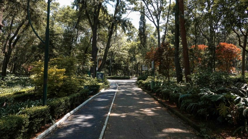 ¡Para relajarte! En estos tres parques de la CDMX puedes escuchar música en la naturaleza