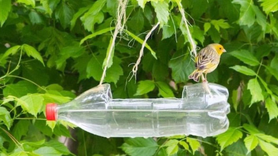 Puedes hacer tu propio bebedero para ayudar a las aves.