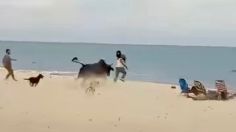 Toro “embiste" a mujer en playa de Los Cabos y corretea a otra con un bebe en brazos