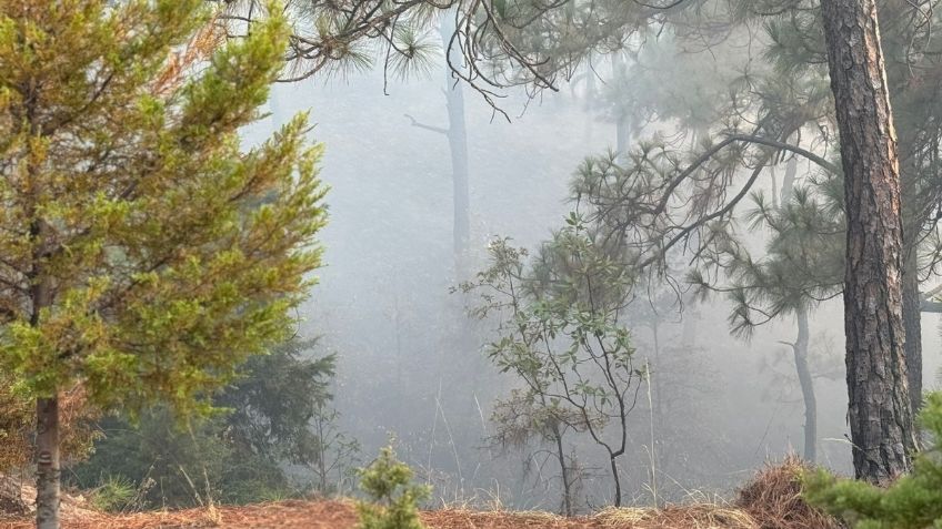 Edomex rebasa incendios forestales y hectáreas afectadas del 2023; prevén aumento en en mayo