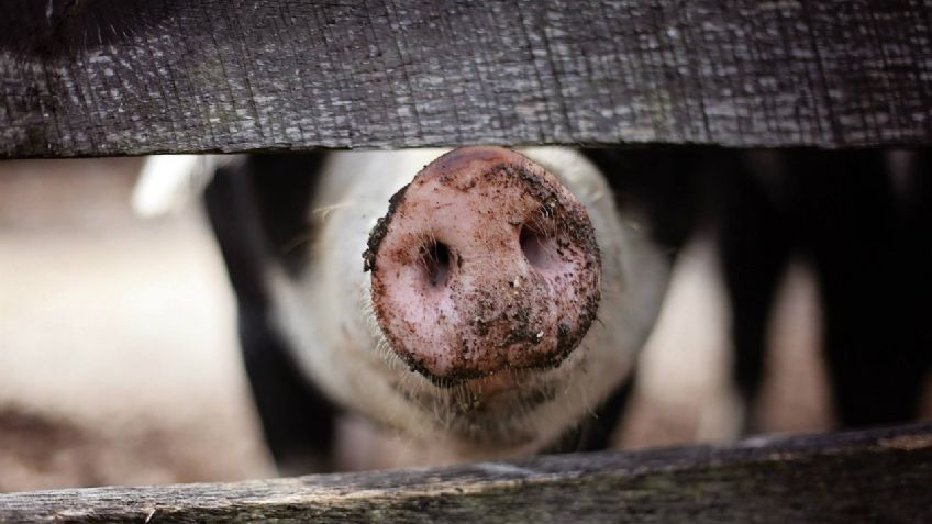 Cerdo ataca a su dueño hasta matarlo cuando le llevaron de comer