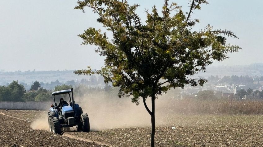 Sequía afecta cultivos de maíz en Edomex, podría retrasar hasta dos meses el ciclo agrícola