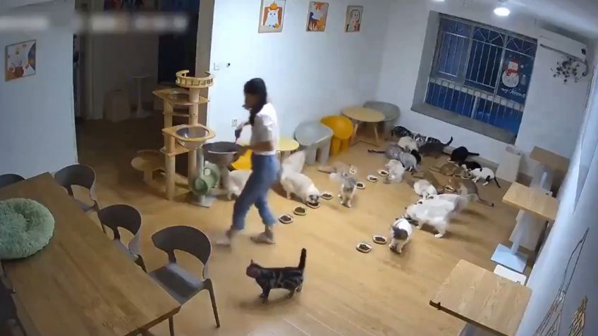 VIDEO | Caos felino durante tormenta eléctrica: más de 20 gatitos tiran su comida al escuchar un trueno