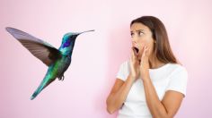 El poderoso significado de que un colibrí se te acerque