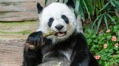 Si muere  Xin Xin, ya no habrá otro panda mexicano. Te explicamos porque