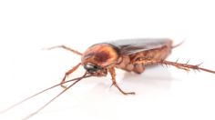 Supercucaracha en México: ¡cuidado! así es el insecto que se reproduce rápido y resiste a los químicos