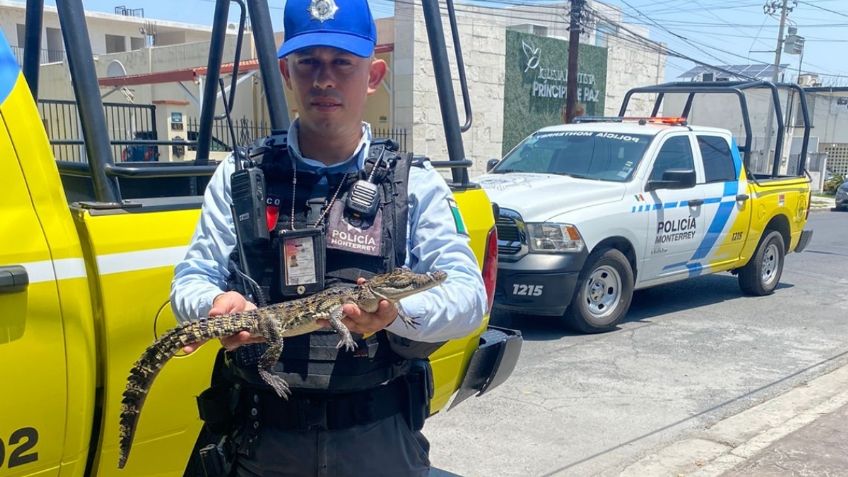 Encuentran a caimán en el patio de una casa; mide 60 centímetros